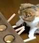 Cat is a total pro at Whack-A-Mole game