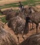 Emus Make Off with Employee Key