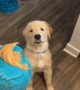 Puppy can\'t contain excitement for peanut butter treat