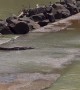 Cranky Crocs Feast on Fish