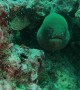Freedive with a Fifteen Foot Moray Eel
