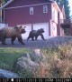 Three Grizzly Bears in the Backyard