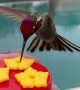Hummingbird Scratches an Itch