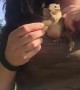 Chipmunk Fills Cheeks with Peanuts