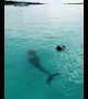 Dolphin and dog incredibly play in the water together