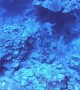 Shark Circles Around Scuba Divers