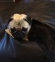 Guilty Pug Stuck in Beanbag