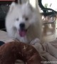 Cute Samoyed happily receives big toy donut