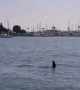 Sea lion appears as \