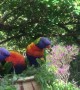 Lorikeets Mesmerized by Mirror