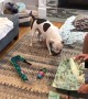 Excited pup opens up his birthday presents