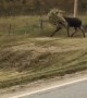 Canadian Moose Wears Camouflage