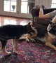 Playful puppy humorously irritates older German Shepherd