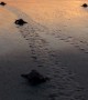 Bale of Baby Sea Turtles Flap Towards the Ocean