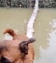 Canine Crosses Bridge with Perfect Balance