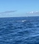 Mother and Calf Whales Breach Together