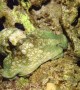 Octopus Changes Its Colors
