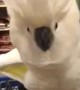Cockatoo ends up being a very difficult shopping partner