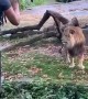 Woman Enters Lions Enclosure