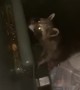 Raccoon Makes a Ruckus in the Rubbish