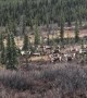 Migrating Caribou on the Move