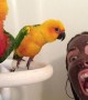 Conures Confused by Mud Mask