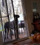 Clever Great Dane knows exactly what to do when it\'s bath time