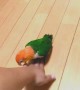 Pair of Playful Baby Parrots