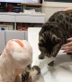 Bird Plays with Bengal Cat