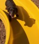 Little Legs Work Hard to Climb Slide