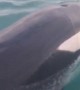 Killer whale performs belly roll during close encounter with boat
