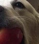 Guilty Golden Retriever gets totally caught in the act