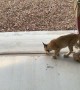 Bobcat Kittens Play Together on Patio