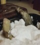 Ferrets First Snow