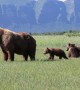 Mother Bear Carefully Watches Over Cubs