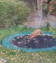 Fox Pounces on Trampoline