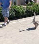 Taking a Goose for a Walk