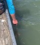 Feeding Sharks From the Dock