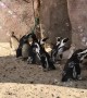 Penguins adorably attempt to chase down bubbles