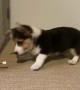Corgi Disapproves of Doorstops