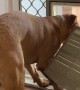 Dog Struggles to Fit Box through Doggy Door