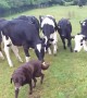 Curious cows adorably follow dog wherever he goes