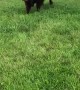 Calf Plays with his Dog Friends