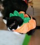Kitty Doesn't like Halloween Costume