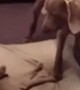 9-week-old puppy confidently steals bed from big brother