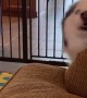 Husky teaching baby how to howl