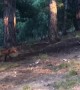 Fox Has Fun with Dog's Toy