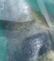 Amazing kayaking ride alongside a manatee