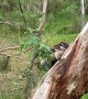Koala Carries Joey on Treetop Climb