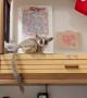 Bushbaby Makes a Large Leap